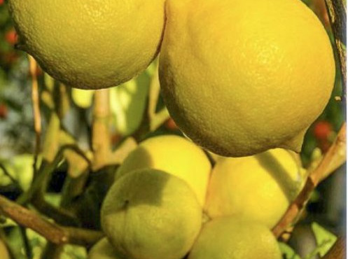 L’Oliveraie du Coudon - CITRON BERGAMOTE 3KG