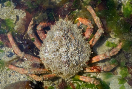 LTJ2 - Pêche en plongée - Araignée De Mer ''moussette" De  Plongée