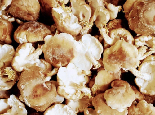 Champinette et Aromates - Shiitakes Frais Bio