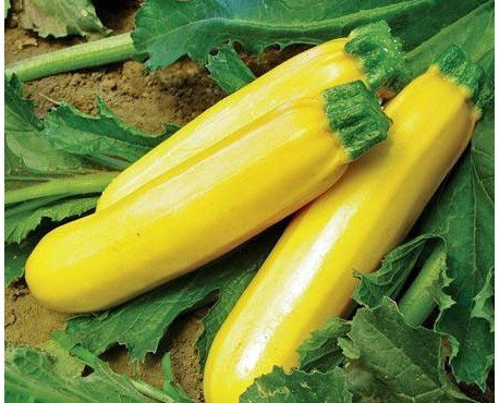 Les Champs Paradis - courgette jaune 500 gr