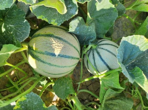 La Maison du Melon - Melon charentais x11