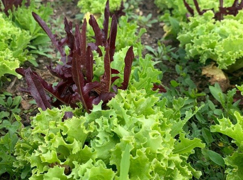 ChâteauFer - Mesclun 200g