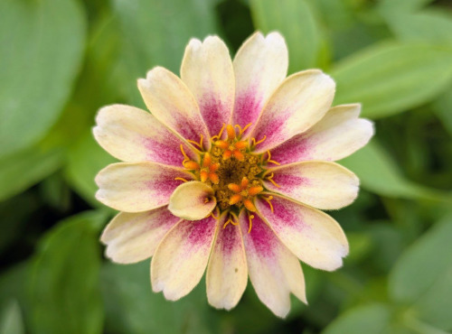 Nature et Saveurs - Ferme Aquaponique et Permacole Astérienne - Fleurs de zinia multicolore - 40g