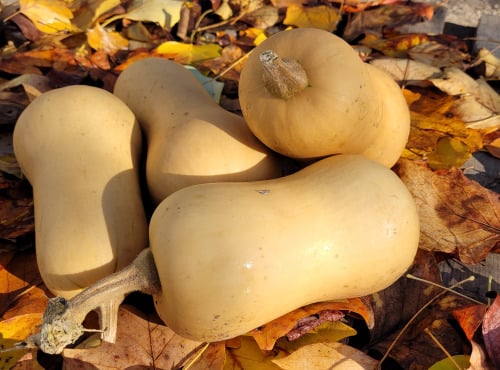 Le Pré de la Rivière - Butternut Bio - Origine France