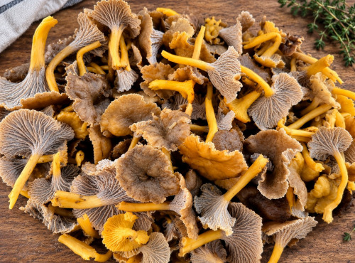 Naturélium - Chanterelle grise sauvage fraîche