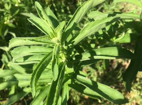 Le Jardin des Antipodes - Stevia Fraiche Bio - 3 Tiges