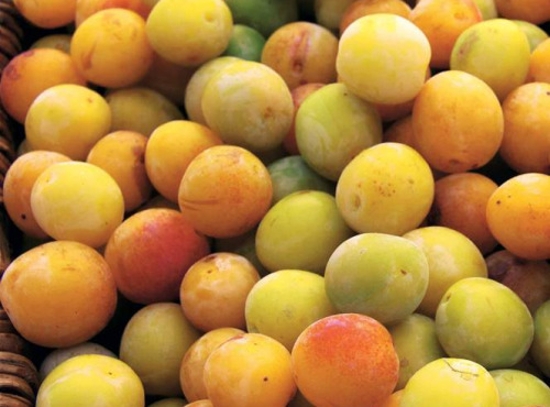 O Maribelle - Mirabelles de Lorraine BIO - 5kg