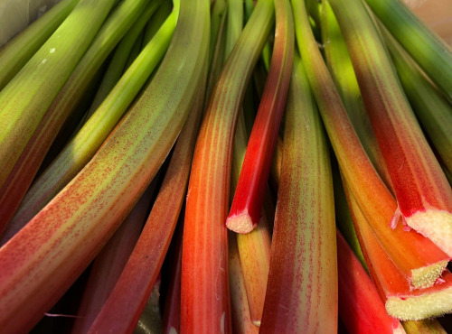 Maison Vermes - Producteurs de Rhubarbes - Rhubarbe Goliath - 3kg