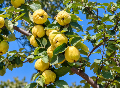 Naturélium - Coing bio du Vaucluse – Fruits frais de Provence, 2,25 kg ou 4,5 kg