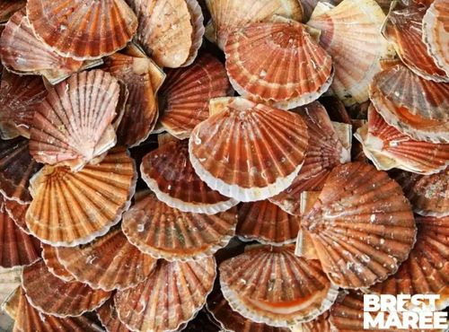 Brest Marée - Coquilles St Jacques de la rade de Brest - 1kg