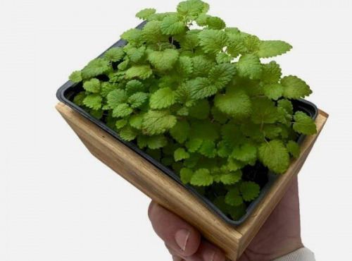 Horssol - Ferme urbaine - Micro-pousse de Mélisse x4 barquettes