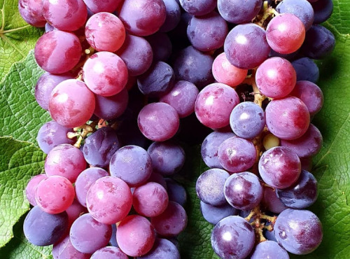 Le Jardin des Antipodes - Raisin Framboise Bio