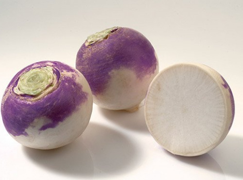 Nature et Saveurs - Ferme Aquaponique et Permacole Astérienne - Navet à collet violet – douceur blanche