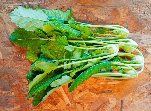 Nature et Saveurs - Ferme Aquaponique et Permacole Astérienne - Mini chou-rave vert - 5 pièces