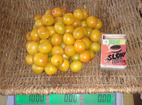 LES JARDINS DE KARINE - Prune Myrobolan jaune - 1kg