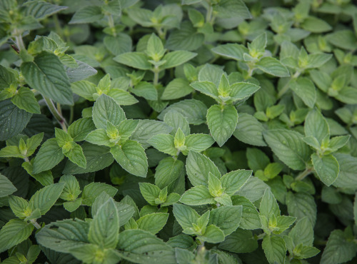 Maison Argentain - Menthe Pamplemousse - 70g
