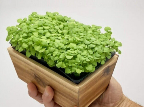 Horssol - Ferme urbaine - Micro-pousse de Basilic thaï x4 barquettes