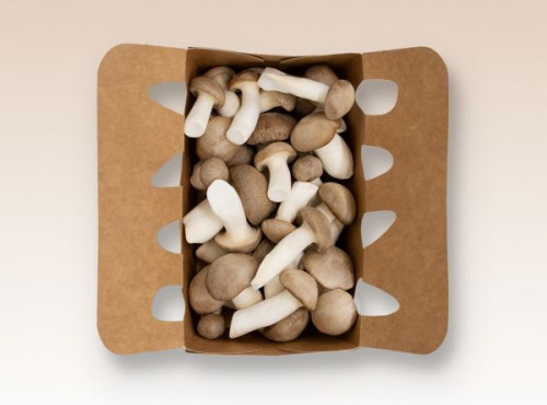 Les Myconautes - Pleurotes panicaut Bio - Barquette 250g