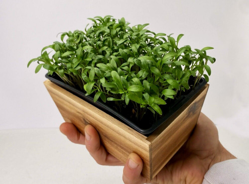 Horssol - Ferme urbaine - Micro-pousse de Coriandre x4 barquettes