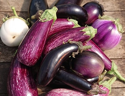 HERBA HUMANA - Aubergine mélange - 5kg