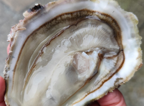 Saint Kerber - Cancale - L'huitre Sauvage de pleine mer N°1 - 12 pièces