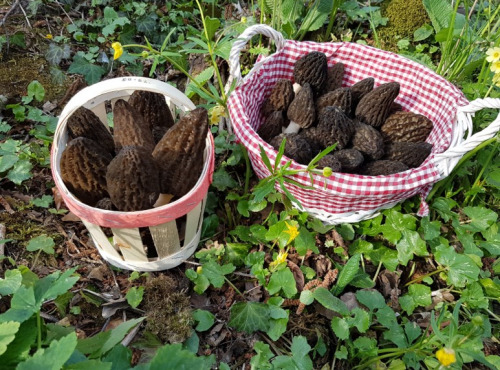 Champignons des Monts-Jura - Morilles Fraîches du Terroir Jurassien - 250 g