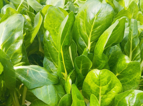 Nature et Saveurs - Ferme Aquaponique et Permacole Astérienne - Jeune blette blanche Jessica – tendreté et finesse