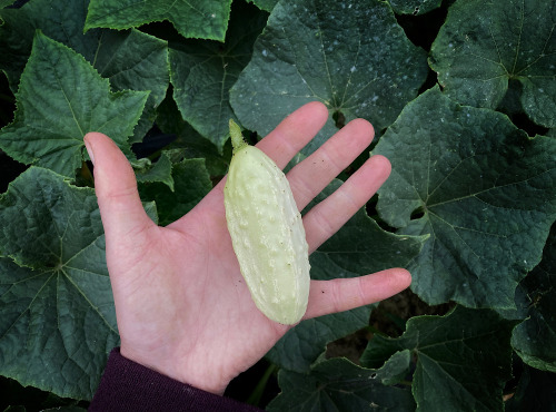 La Ferme d'Artaud - Cornichons blancs - 3kg