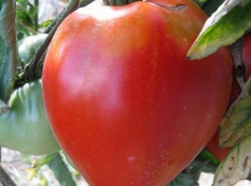 Les Champs Paradis - tomate coeur de boeuf véritable 1 kg