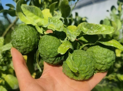 Nature et Saveurs - Ferme Aquaponique et Permacole Astérienne - Combava fruit - Pièce