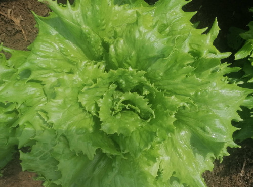 Ferme de Carcouet - Laitue Iceberg Bio - 1 pièce