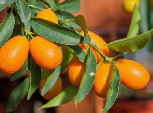 L’Oliveraie du Coudon - Kumquat 1KG SANS AUCUN TRAITEMENT