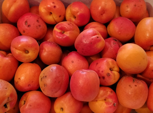 Gobert, l'abricot de 4 générations - ABRICOTS 6KG 2EME CHOIX