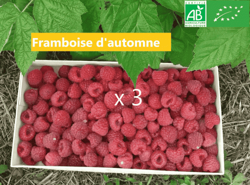 LES JARDINS DE KARINE - Framboise d'automne surgelée - 3 kg