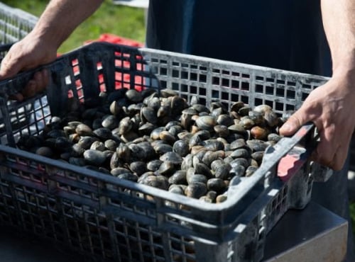 Aperibay – Les Shellfarmers épicuriens - Palourdes 5kg