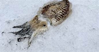 Notre poisson - seiche non préparer