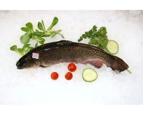 Ma poissonnière - Saumon de fontaine  lot de 1 kg (salvinus fontinalis)