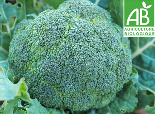 Mon Petit Producteur - Chou Brocoli Bio [poids Moyen 700g]