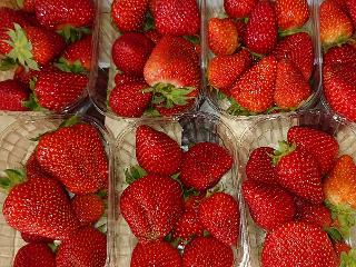 Maison du Pruneau - Cueillette du Gascon - Fraises Gariguettes 500g