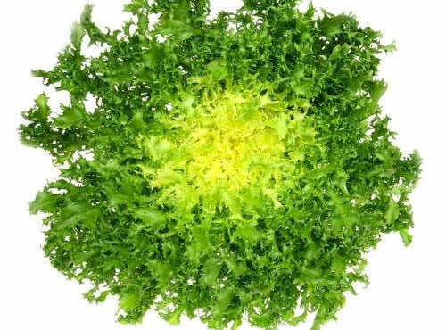 Nature et Saveurs - Ferme Aquaponique et Permacole Astérienne - Salade Chicorée à feuilles frisées