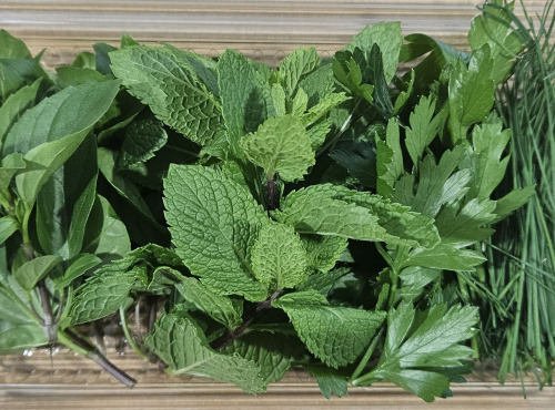 Midiflore - Aromates fraiches pour Cuisine Libanaise 40g