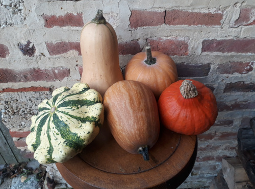 Ferme de Cernunnos - Panier de petites courges