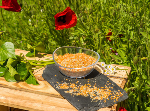 Sa Majesté la Graine - Mélange Quinoa/lentilles Corail origine France - 350g