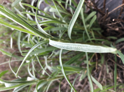 La Boite à Herbes - Estragon lemon bio 100 gr