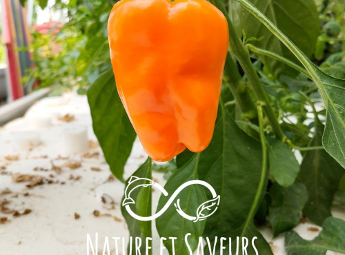 Nature et Saveurs - Ferme Aquaponique et Permacole Astérienne - Poivron Orange Petit Marseillais