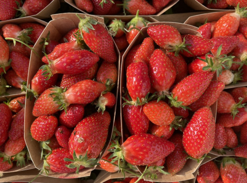 Le Potager de Sainte-Hélène - Barquette de fraises bio Ciflorette