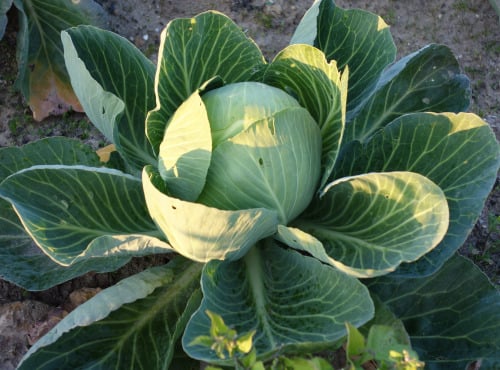 Aux Jardins des Colibris - Choux pomme blanc Bio
