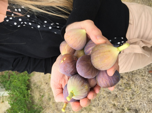 Domaine du Chillou - Figues Bio 250g