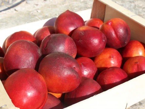 Domaine Reverchon - Panier de fruit entreprise