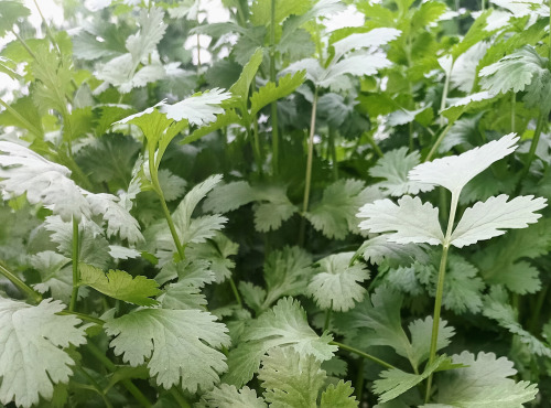 Nature et Saveurs - Ferme Aquaponique et Permacole Astérienne - Coriandre (Bouquet Frais)